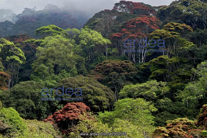 : Forest of the Udzungwa escarpment : Forest of the Udzungwa escarpment