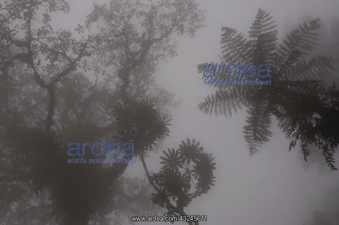 : Forest vegetation in the Western Slope of : Forest vegetation in the Western Slope of