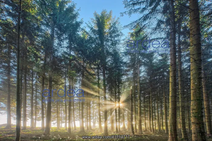 : Forest with wafts of mist, Schwyz, Switzerland : Forest with wafts of mist, Schwyz, Switzerland