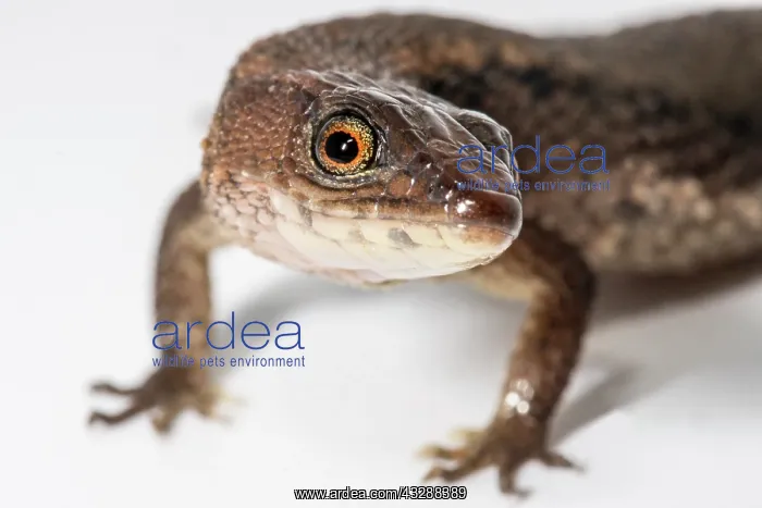 : This Forest Whiptail (Kentropyx pelviceps) lives : This Forest Whiptail (Kentropyx pelviceps) lives