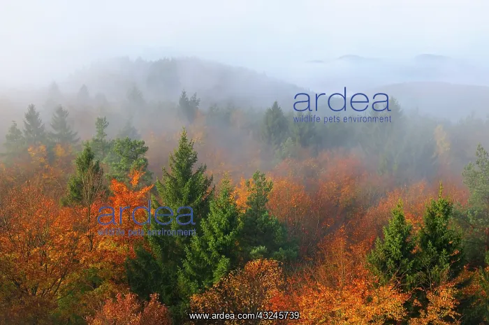 : Forest Wintersberg : Forest Wintersberg