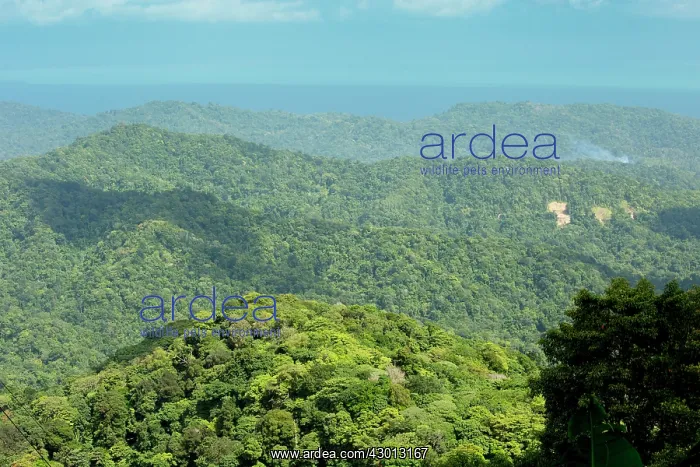 : The forested protected Northern Range Mountains : The forested protected Northern Range Mountains