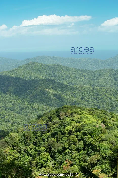 : The forested protected Northern Range Mountains : The forested protected Northern Range Mountains