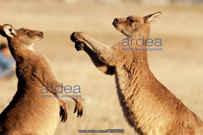 : Forester / Eastern Grey Kangaroo - adult males fighting for : Forester / Eastern Grey Kangaroo - adult males fighting for