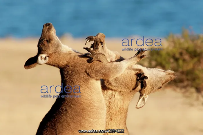 : Forester / Eastern Grey Kangaroo - adult males fighting for : Forester / Eastern Grey Kangaroo - adult males fighting for