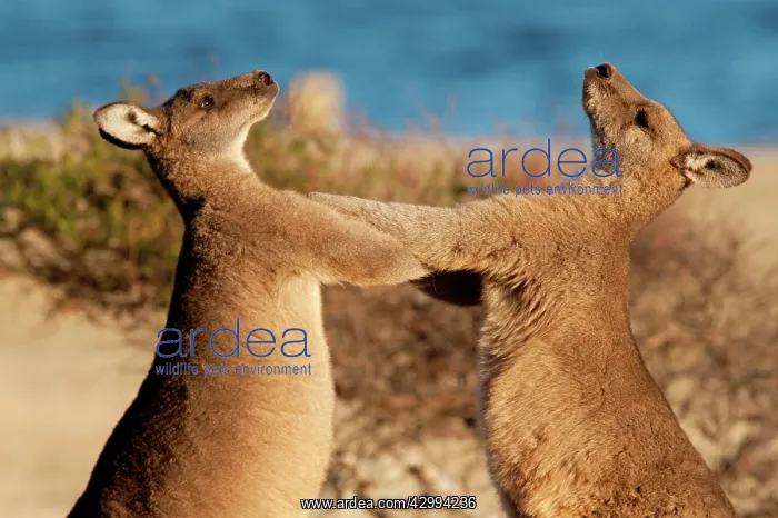 : Forester / Eastern Grey Kangaroo - adult males fighting for : Forester / Eastern Grey Kangaroo - adult males fighting for