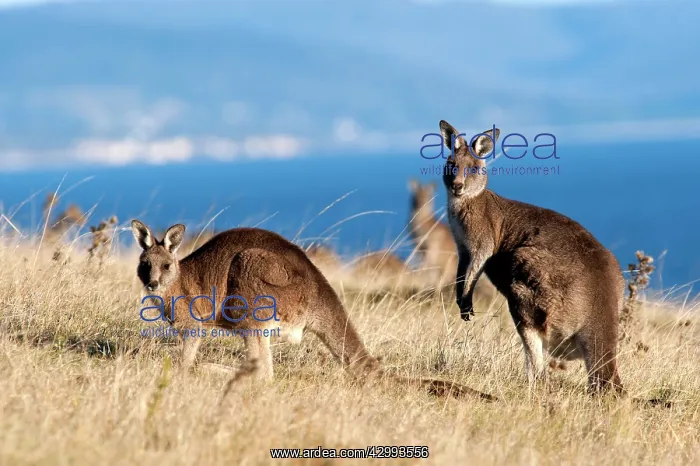 : Forester / Eastern Grey Kangaroo - family group grazing : Forester / Eastern Grey Kangaroo - family group grazing