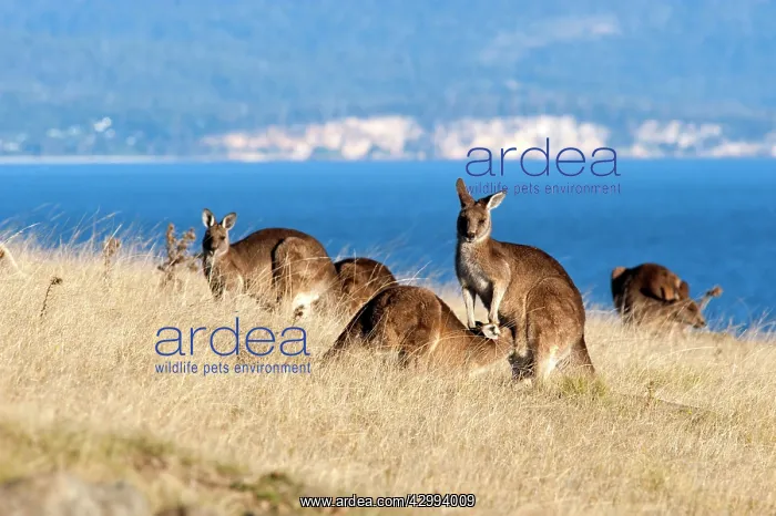 : Forester Eastern Grey Kangaroo - family group grazing and su : Forester Eastern Grey Kangaroo - family group grazing and su