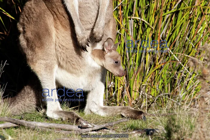 : Forester / Eastern Grey Kangaroo - female with joey : Forester / Eastern Grey Kangaroo - female with joey