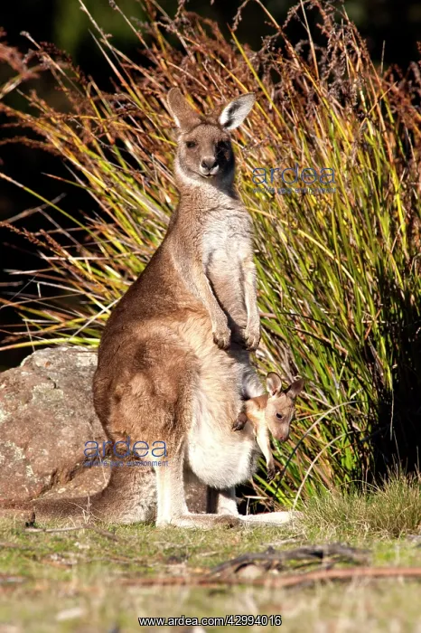 : Forester / Eastern Grey Kangaroo - female with joey about to : Forester / Eastern Grey Kangaroo - female with joey about to