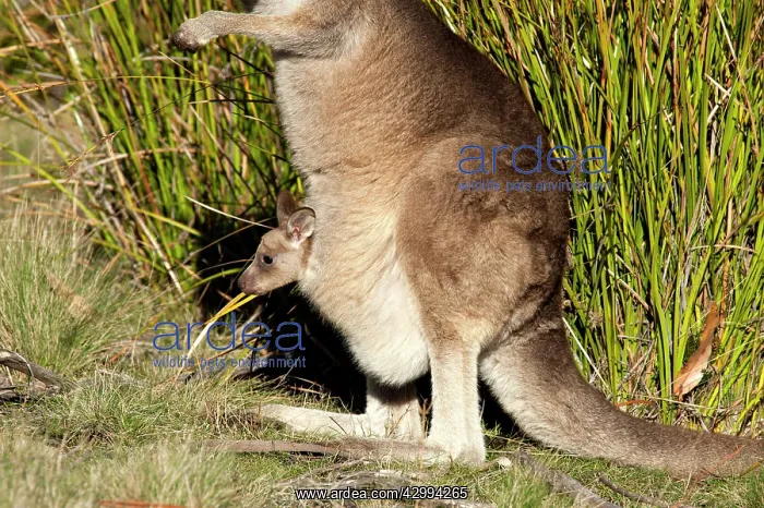 : Forester / Eastern Grey Kangaroo - female with joey : Forester / Eastern Grey Kangaroo - female with joey