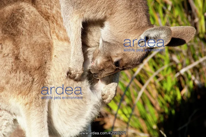 : Forester / Eastern Grey Kangaroo - female with joey cleaning : Forester / Eastern Grey Kangaroo - female with joey cleaning