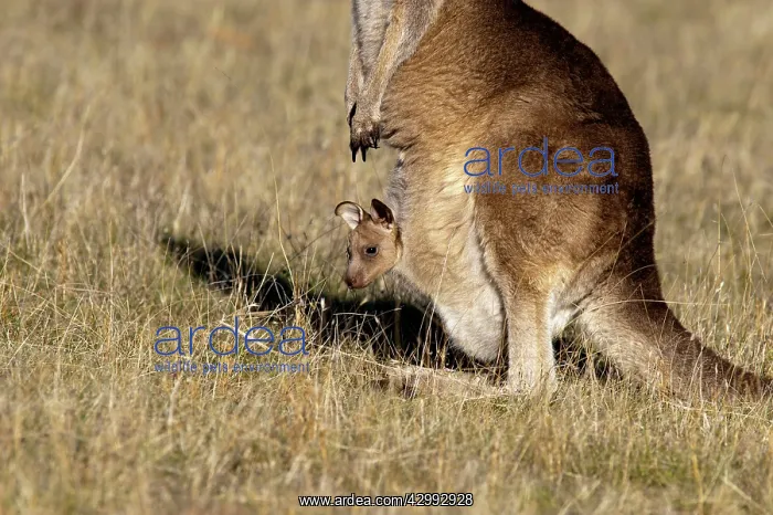 : Forester / Eastern Grey Kangaroo - female with joey in pouch : Forester / Eastern Grey Kangaroo - female with joey in pouch