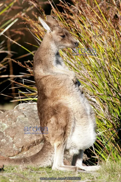 : Forester / Eastern Grey Kangaroo - female with joey in pouch : Forester / Eastern Grey Kangaroo - female with joey in pouch