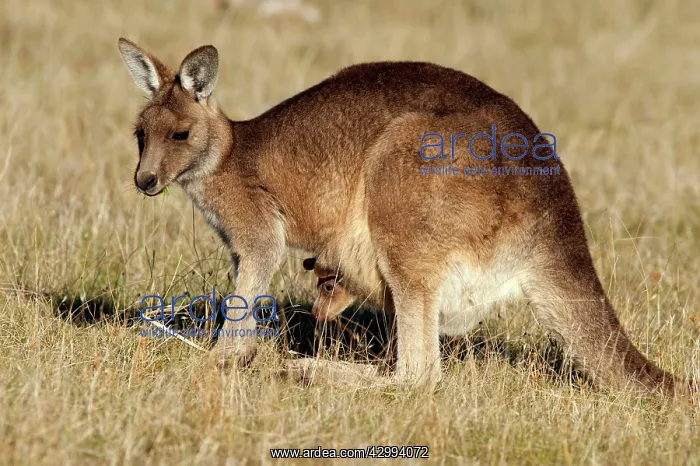 : Forester / Eastern Grey Kangaroo - female with joey in pouch : Forester / Eastern Grey Kangaroo - female with joey in pouch