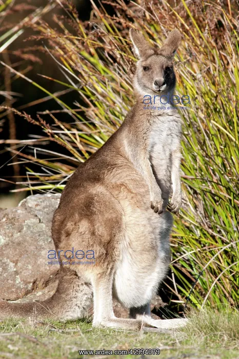 : Forester / Eastern Grey Kangaroo - female with joey in pouch : Forester / Eastern Grey Kangaroo - female with joey in pouch