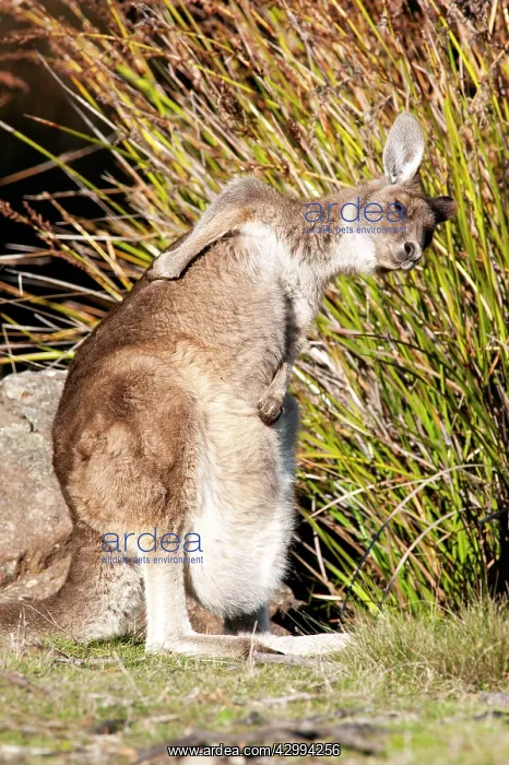 : Forester / Eastern Grey Kangaroo - female with joey in pouch : Forester / Eastern Grey Kangaroo - female with joey in pouch