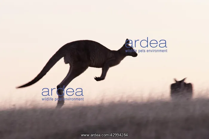 : Forester / Eastern Grey Kangaroo - large male in characteris : Forester / Eastern Grey Kangaroo - large male in characteris