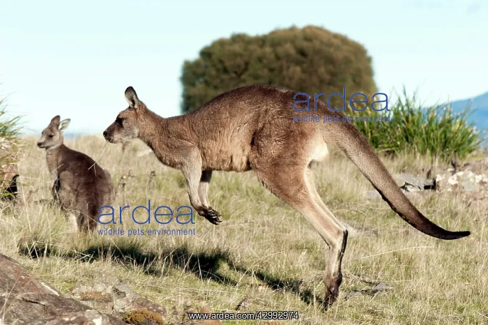 : Forester / Eastern Grey Kangaroo - male hopping : Forester / Eastern Grey Kangaroo - male hopping