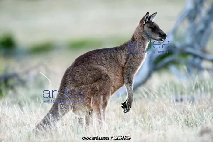 : Forester / Eastern Grey Kangaroo - male - largest marsupial : Forester / Eastern Grey Kangaroo - male - largest marsupial