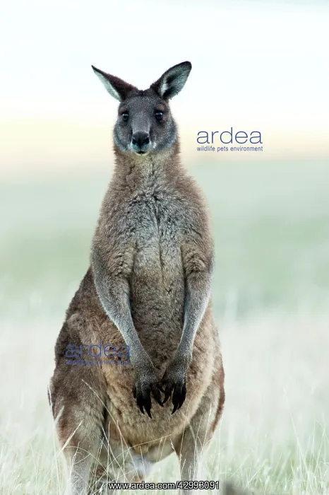 : Forester / Eastern Grey Kangaroo - male - largest marsupial : Forester / Eastern Grey Kangaroo - male - largest marsupial