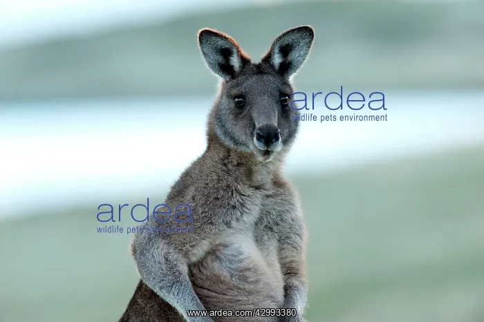 : Forester / Eastern Grey Kangaroo - male - largest marsupial : Forester / Eastern Grey Kangaroo - male - largest marsupial