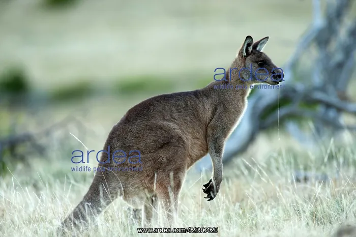 : Forester / Eastern Grey Kangaroo - male - largest marsupial : Forester / Eastern Grey Kangaroo - male - largest marsupial