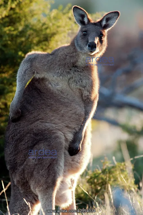 : Forester / Eastern Grey Kangaroo - male - largest marsupial : Forester / Eastern Grey Kangaroo - male - largest marsupial
