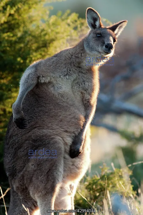 : Forester / Eastern Grey Kangaroo - male - largest marsupial : Forester / Eastern Grey Kangaroo - male - largest marsupial