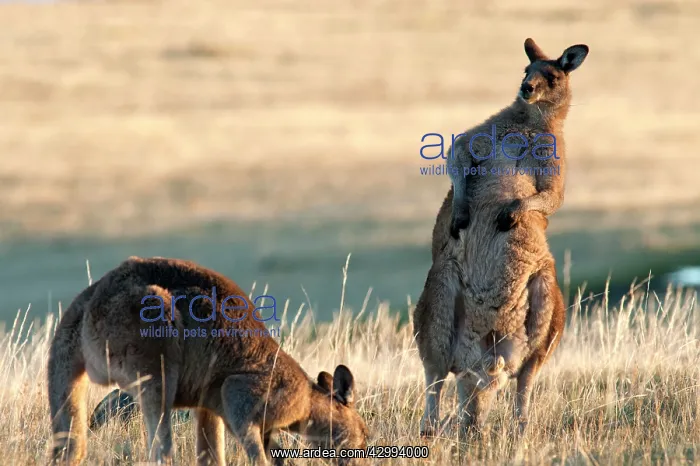 : Forester Eastern Grey Kangaroo - males grazing & scratching : Forester Eastern Grey Kangaroo - males grazing & scratching