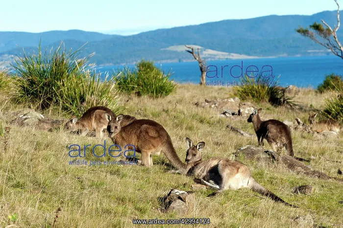 : Forester / Eastern Grey Kangaroo - resting and grazing : Forester / Eastern Grey Kangaroo - resting and grazing