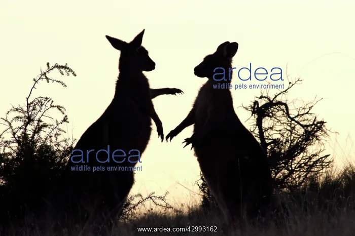 : Forester / Eastern Grey Kangaroo - sub-adult males play-figh : Forester / Eastern Grey Kangaroo - sub-adult males play-figh