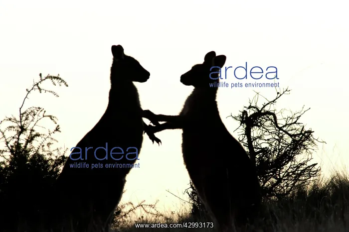: Forester / Eastern Grey Kangaroo - sub-adult males play-figh : Forester / Eastern Grey Kangaroo - sub-adult males play-figh