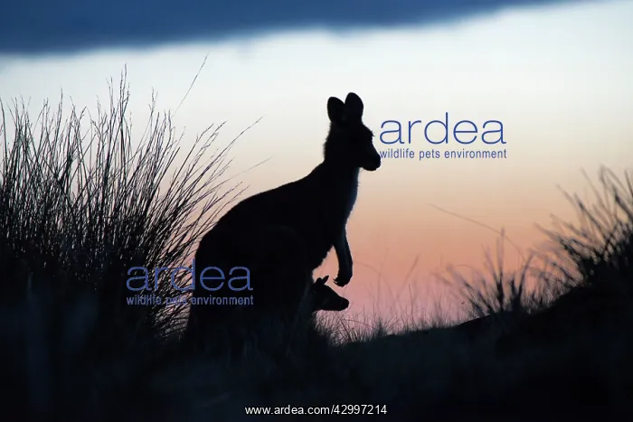 : Forester Kangaroo adult female with 4 to 5 month : Forester Kangaroo adult female with 4 to 5 month