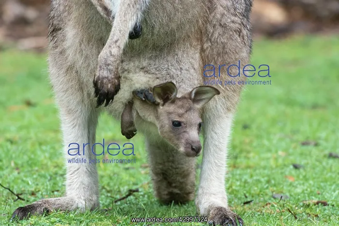 : Forester Kangaroo adult female with 4 to 5 month : Forester Kangaroo adult female with 4 to 5 month