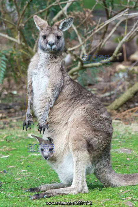 : Forester Kangaroo adult female with 4 to 5 month : Forester Kangaroo adult female with 4 to 5 month