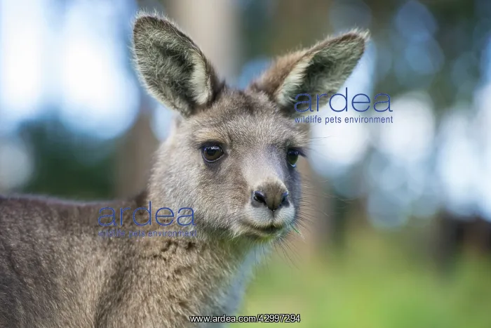 : Forester Kangaroo adult female cu head : Forester Kangaroo adult female cu head