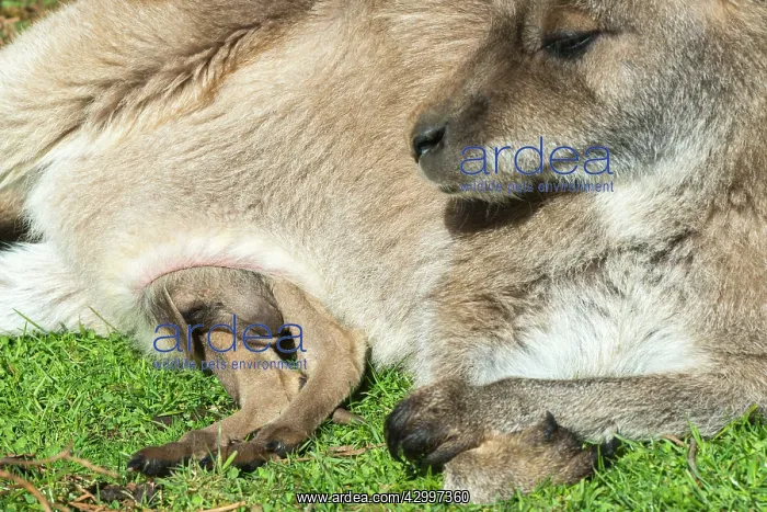  : Forester Kangaroo adult female with large pouched young