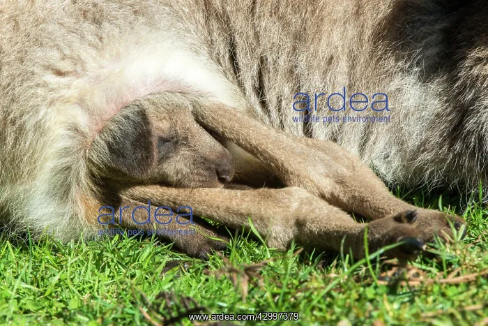 : Forester Kangaroo adult female with large pouched young : Forester Kangaroo adult female with large pouched young