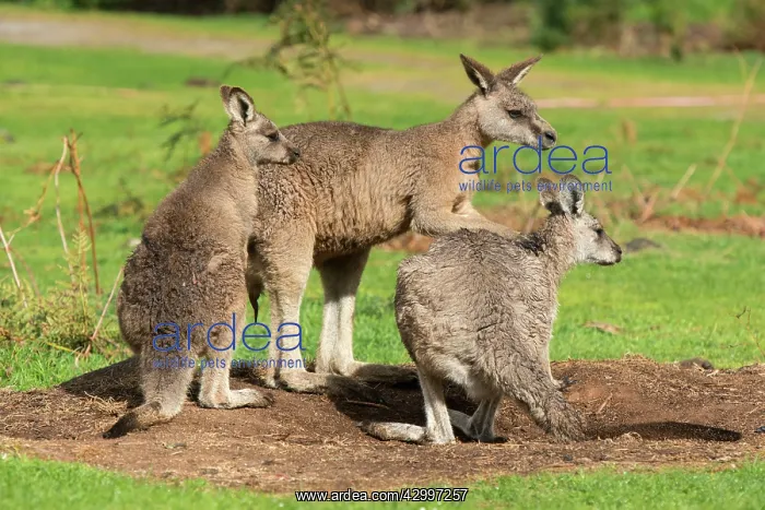 : Forester Kangaroo adult male (centre) testing female's : Forester Kangaroo adult male (centre) testing female's