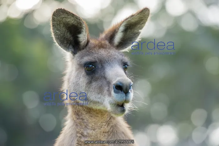 : Forester Kangaroo adult male close up of head : Forester Kangaroo adult male close up of head