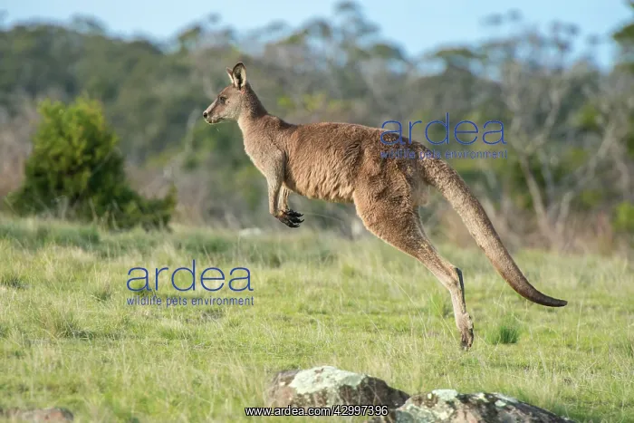 : Forester Kangaroo adult male hopping out onto grass : Forester Kangaroo adult male hopping out onto grass