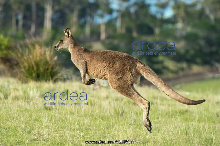 : Forester Kangaroo adult male hopping out onto grass : Forester Kangaroo adult male hopping out onto grass