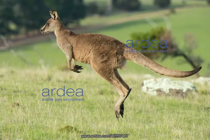 : Forester Kangaroo adult male hopping out onto grass : Forester Kangaroo adult male hopping out onto grass