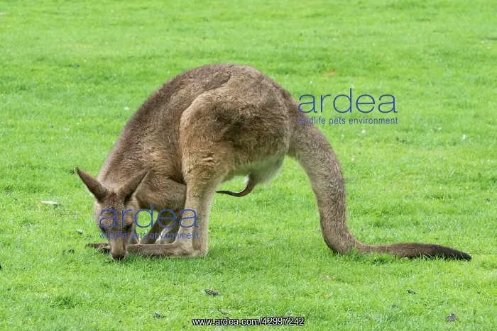 : Forester Kangaroo adult male showing extended penis grazing : Forester Kangaroo adult male showing extended penis grazing