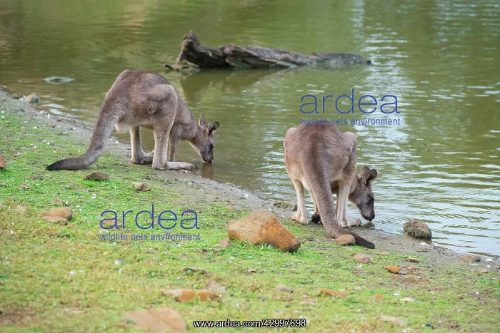 : Forester Kangaroo adult males drinking : Forester Kangaroo adult males drinking