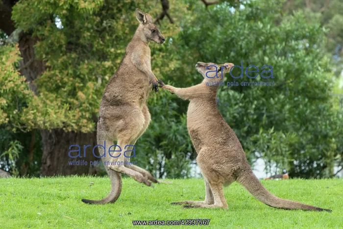  : Forester Kangaroo adult males fight for dominance