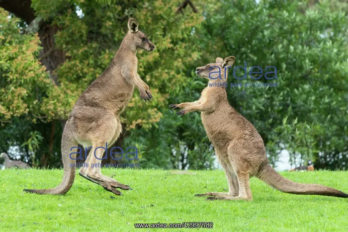 : Forester Kangaroo adult males fight for dominance : Forester Kangaroo adult males fight for dominance