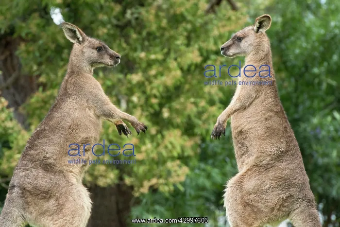 : Forester Kangaroo adult males fight for dominance : Forester Kangaroo adult males fight for dominance