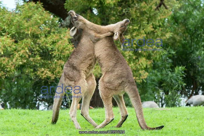 : Forester Kangaroo adult males fight for dominance : Forester Kangaroo adult males fight for dominance